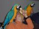 Blue-and-yellow Macaw Birds for sale in Livonia, Michigan. price: $2,000