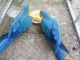Blue-and-yellow Macaw Birds for sale in Waterville, KS, USA. price: NA