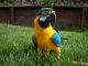 Blue-and-yellow Macaw Birds for sale in Belle Mead, Montgomery, NJ 08502, USA. price: $400