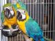 Blue-and-yellow Macaw Birds for sale in Berlin Township, OH, USA. price: $450