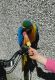 Blue-and-yellow Macaw Birds for sale in Albuquerque, NM, USA. price: NA