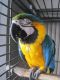 Blue-and-yellow Macaw Birds for sale in Berlin, MD 21811, USA. price: NA