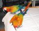 Blue-and-yellow Macaw Birds for sale in Boston, MA, USA. price: NA