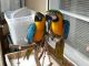 Blue-and-yellow Macaw Birds for sale in Seattle, WA, USA. price: $600