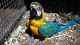 Blue-and-yellow Macaw Birds for sale in Brownsville, TX, USA. price: $300