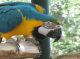Blue-and-yellow Macaw Birds for sale in Gainesville, FL, USA. price: NA