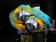 Blue-and-yellow Macaw Birds for sale in Carrolltown, PA, USA. price: $800