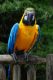 Blue-and-yellow Macaw Birds for sale in West Covina, CA, USA. price: NA