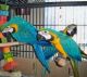 Blue-and-yellow Macaw Birds for sale in San Diego, CA, USA. price: NA