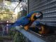 Blue-and-yellow Macaw Birds for sale in Washington, DC, USA. price: NA
