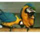 Blue-and-yellow Macaw Birds for sale in Columbus, OH, USA. price: NA