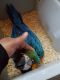Blue-and-yellow Macaw Birds for sale in Huntsville, AL, USA. price: NA