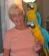 Blue-and-yellow Macaw Birds for sale in Las Vegas, NV, USA. price: NA