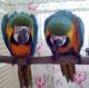 Blue-and-yellow Macaw Birds for sale in Adairsville, GA 30103, USA. price: NA