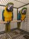 Blue-and-yellow Macaw Birds