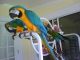 Blue-and-yellow Macaw Birds for sale in Long Beach, CA, USA. price: $650