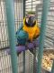 Blue-and-yellow Macaw Birds for sale in Santa Cruz, CA, USA. price: NA