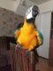 Blue-and-yellow Macaw Birds for sale in Texas Ave, Houston, TX, USA. price: NA