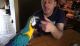 Blue-and-yellow Macaw Birds for sale in Manassas, VA, USA. price: $700