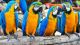Blue-and-yellow Macaw Birds for sale in San Francisco, CA 94105, USA. price: NA
