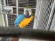 Blue-and-yellow Macaw Birds for sale in Cutler Bay, FL, USA. price: NA