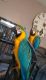 Blue-and-yellow Macaw Birds for sale in Dallas, TX, USA. price: NA