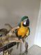 Blue-and-yellow Macaw Birds for sale in New Tecumseth, ON, Canada. price: NA
