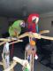 Blue-and-yellow Macaw Birds for sale in Boston Rd, Bronx, NY, USA. price: NA