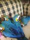 Blue-and-yellow Macaw Birds for sale in Worcester, MA 01605, USA. price: NA