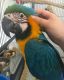 Blue-and-yellow Macaw Birds for sale in Virginia Beach, VA, USA. price: $500