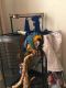 Blue-and-yellow Macaw Birds for sale in PA-940, Freeland, PA 18224, USA. price: NA
