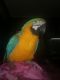 Blue-and-yellow Macaw Birds for sale in Mohawk, NY 13407, USA. price: $1,500