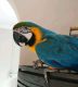 Blue-and-yellow Macaw Birds for sale in Central Ave, Jersey City, NJ, USA. price: NA