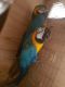 Blue-and-yellow Macaw Birds for sale in Sacramento, CA 95820, USA. price: NA