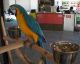 Blue-and-yellow Macaw Birds for sale in N Los Angeles St, Los Angeles, CA 90012, USA. price: NA