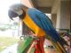 Blue-and-yellow Macaw Birds for sale in Longport, NJ 08403, USA. price: $400