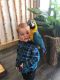 Blue-and-yellow Macaw Birds for sale in Orlando, FL, USA. price: NA