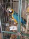 Blue-and-yellow Macaw Birds for sale in Galveston, TX, USA. price: NA