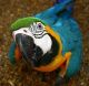 Blue-and-yellow Macaw Birds for sale in CA-1, Santa Monica, CA, USA. price: $1,500