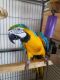 Blue-and-yellow Macaw Birds for sale in CA-1, Santa Monica, CA, USA. price: NA