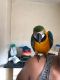 Blue-and-yellow Macaw Birds for sale in Detroit, MI, USA. price: $600