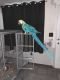 Blue-and-yellow Macaw Birds for sale in Port Richey, FL, USA. price: NA