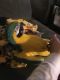 Blue-and-yellow Macaw Birds for sale in Toledo, OH, USA. price: NA