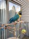 Blue-and-yellow Macaw Birds for sale in Detroit, MI 48202, USA. price: NA