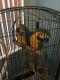 Blue-and-yellow Macaw Birds for sale in 3624 SW 13th Ct, Fort Lauderdale, FL 33312, USA. price: $1,000