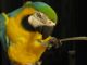 Blue-and-yellow Macaw Birds for sale in Louisville, KY, USA. price: $1