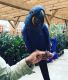 Blue-and-yellow Macaw Birds for sale in Los Angeles, CA, USA. price: $800