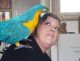 Blue-and-yellow Macaw Birds for sale in Tulsa, OK, USA. price: NA