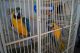 Blue-and-yellow Macaw Birds for sale in Camp Hill, PA 17011, USA. price: NA
