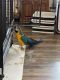 Blue-and-yellow Macaw Birds for sale in St Albans, WV 25177, USA. price: NA